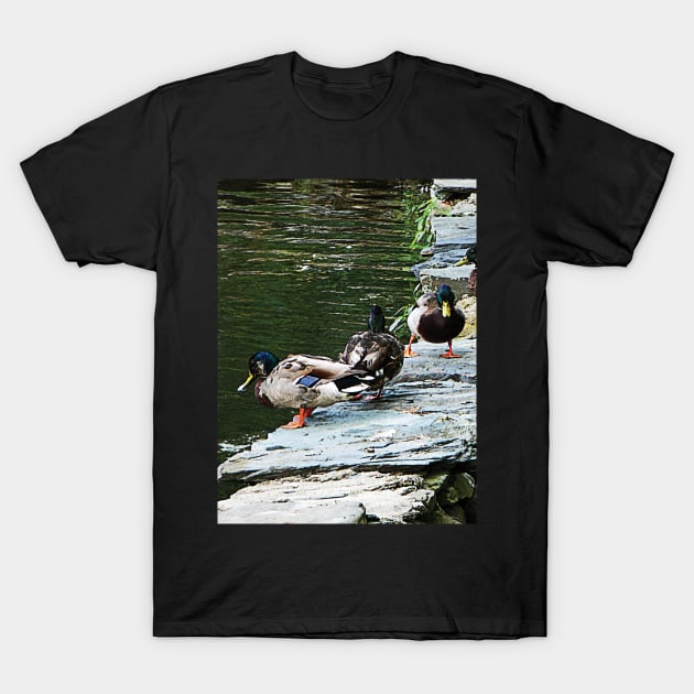 Birds - Ducks By a Pond T-Shirt by SusanSavad